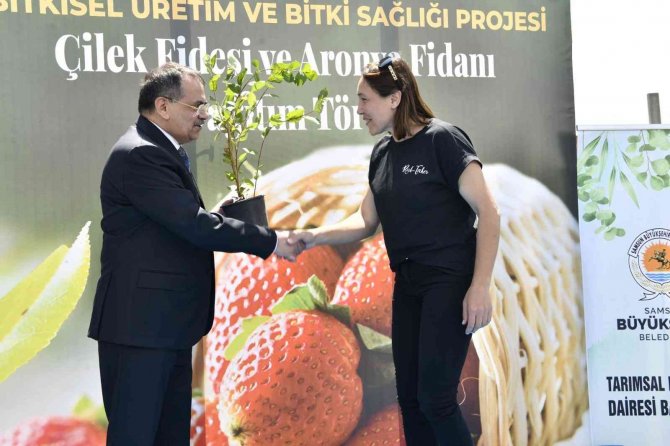 Samsun’da 500 bin çilek fidesi, 11 bin 880 aronya fidanı dağıtıldı