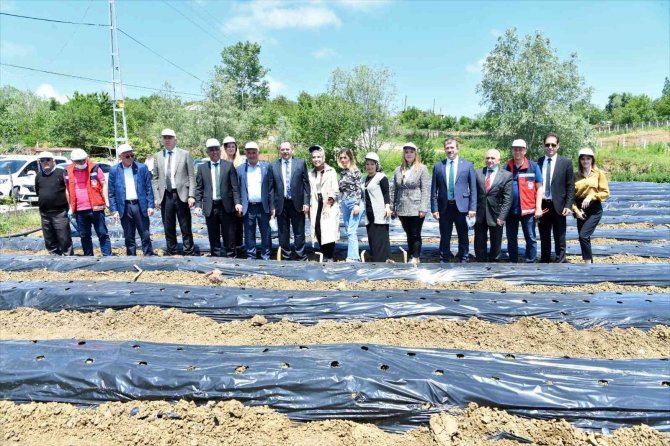 Samsun’da 500 bin çilek fidesi, 11 bin 880 aronya fidanı dağıtıldı