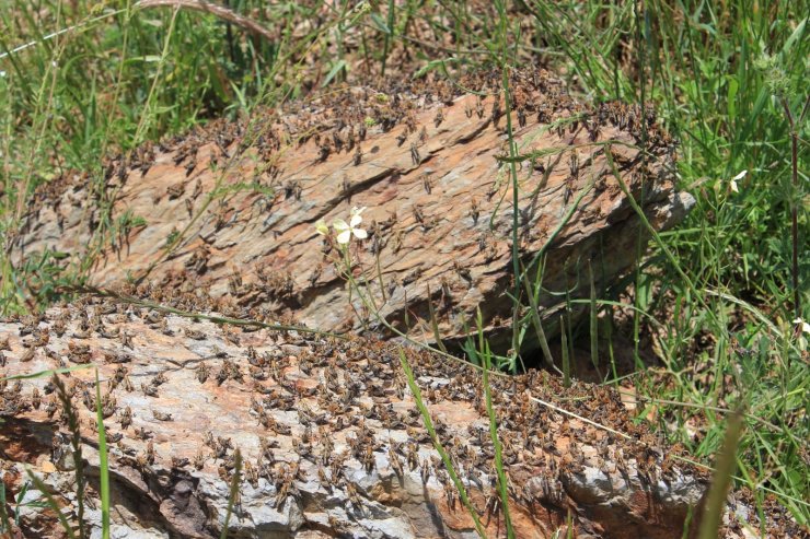 Tarım arazilerinde çekirge istilasına inceleme 