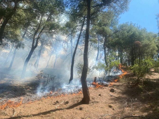 Uşak’taki orman yangınında 1,5 dekar alan zarar gördü