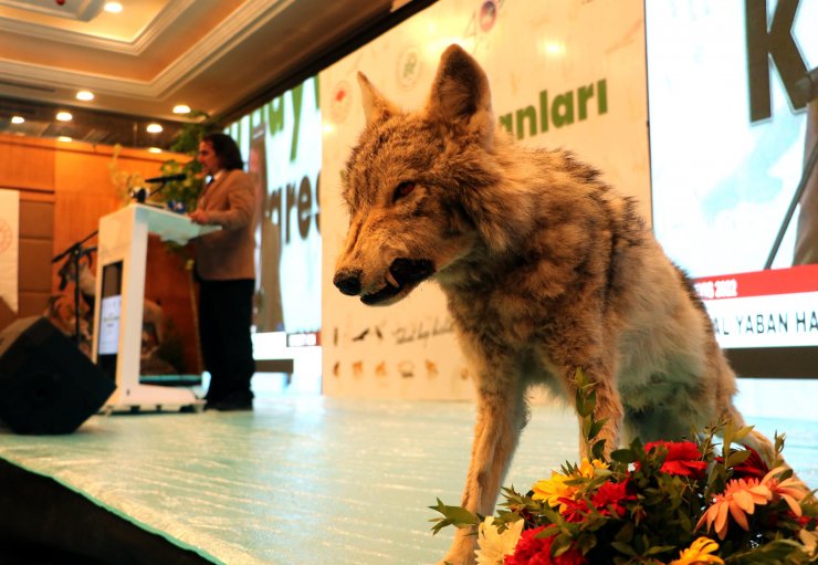 Bakan Kirişci: 1 milyon tür yok olma riski altındadır