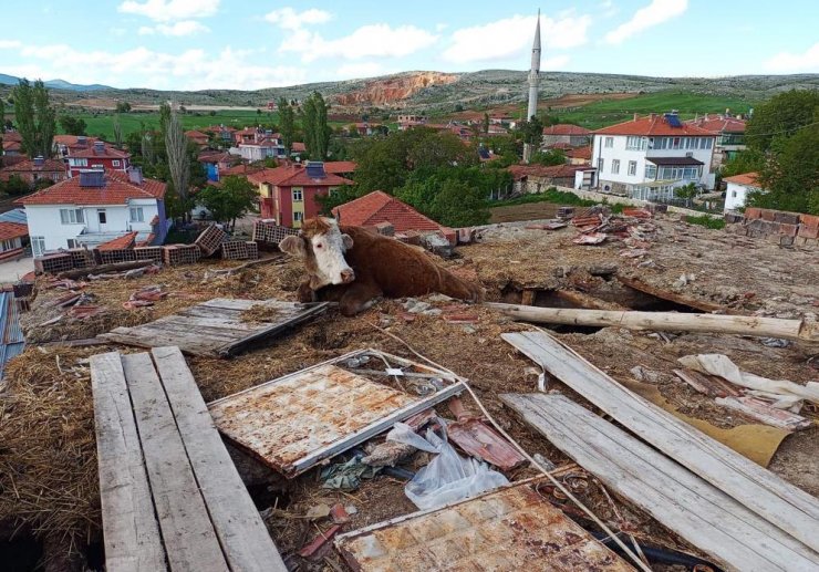 İnek, çatısına çıktığı ahırın çökmesiyle mahsur kaldı