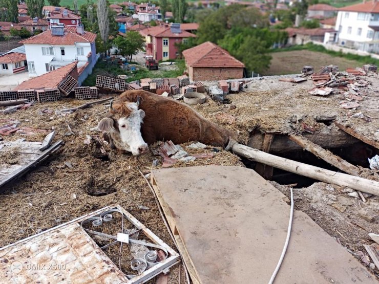 İnek, çatısına çıktığı ahırın çökmesiyle mahsur kaldı