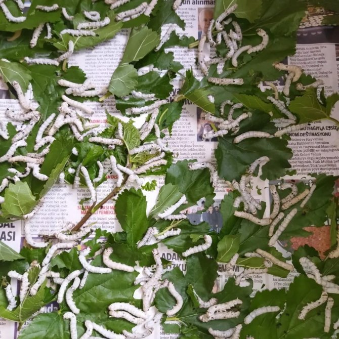 İpek böceğinin tanesi 5 lira