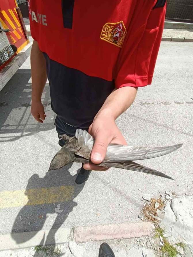 İpte asılı kalan ebabil kurtarıldı