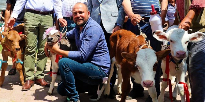 Jüri en güzel buzağını belirlerken zorlandı