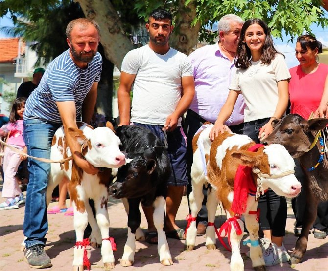 Jüri en güzel buzağını belirlerken zorlandı