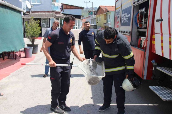 Kahvehaneye giren kirpiyi itfaiye ekipleri çıkardı