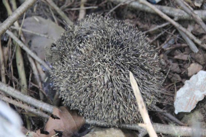 Kahvehaneye giren kirpiyi itfaiye ekipleri çıkardı