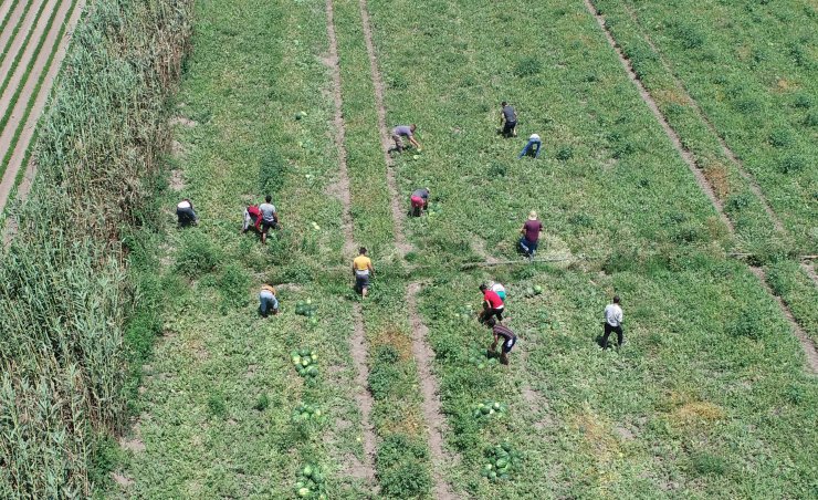 Karpuz hasadı başladı
