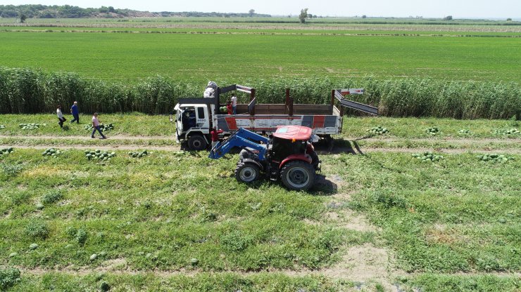 Karpuz hasadı başladı