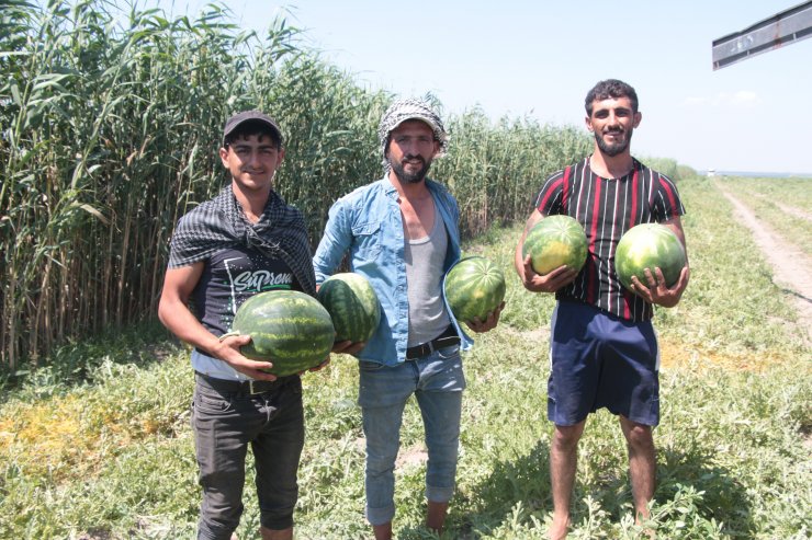 Karpuz hasadı başladı