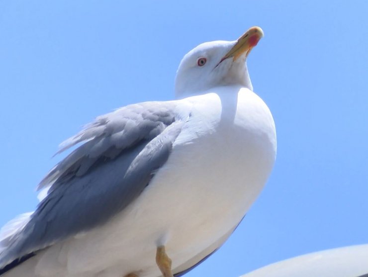Kavgada ısırılarak koparılan kulağını martı kaptı