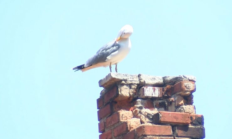 Kavgada ısırılarak koparılan kulağını martı kaptı