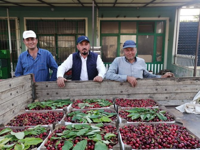 Kiraz hasadı başladı