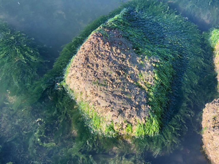 Körfez marul tarlasına dönüşüyor