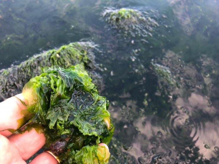 Körfez marul tarlasına dönüşüyor