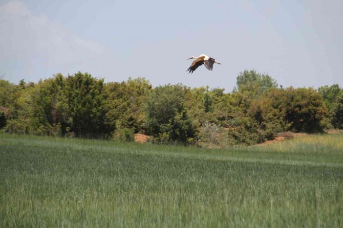 Leylekler akıma kapılma tehlikesi yaşıyor