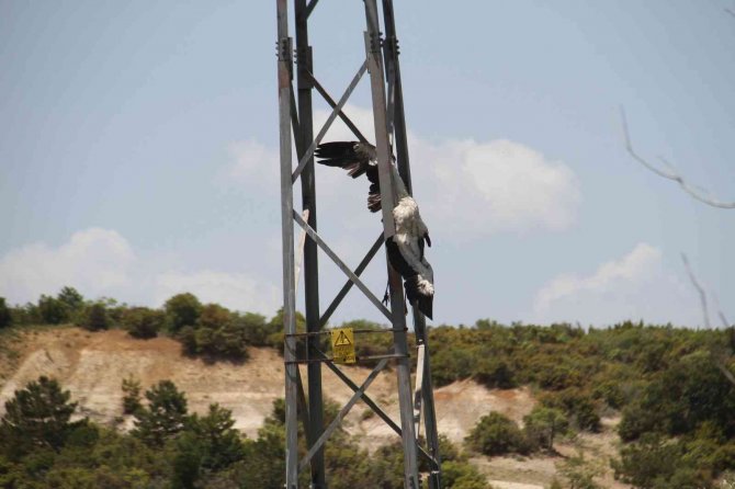 Leylekler akıma kapılma tehlikesi yaşıyor