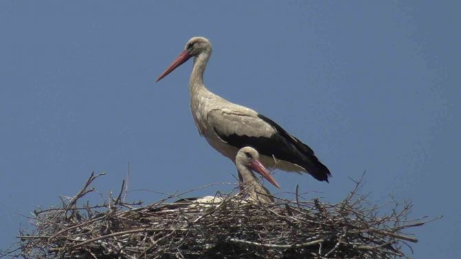 Leylekler akıma kapılma tehlikesi yaşıyor