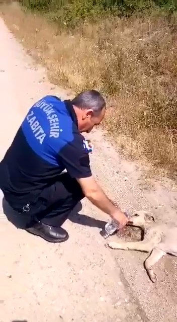 Zabıta memuru, baygınlık geçiren köpeğe su içirdi