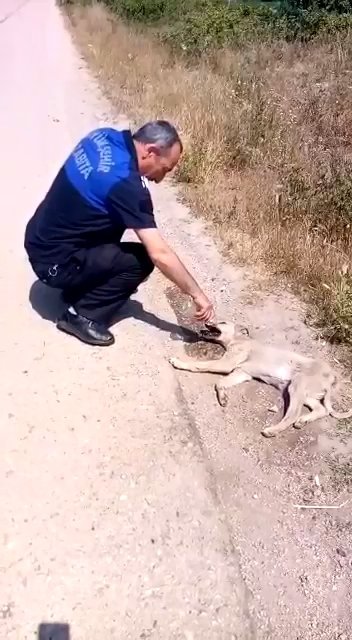 Zabıta memuru, baygınlık geçiren köpeğe su içirdi