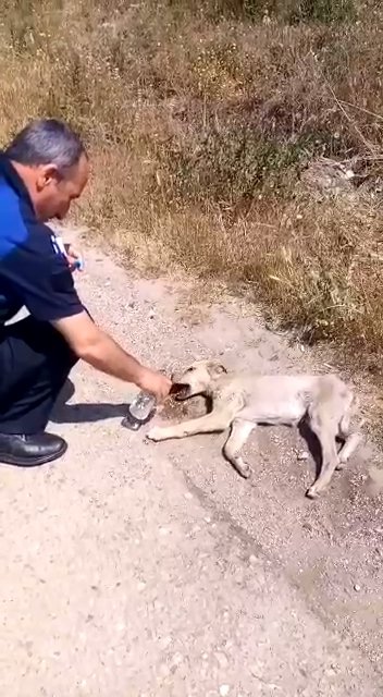 Zabıta memuru, baygınlık geçiren köpeğe su içirdi