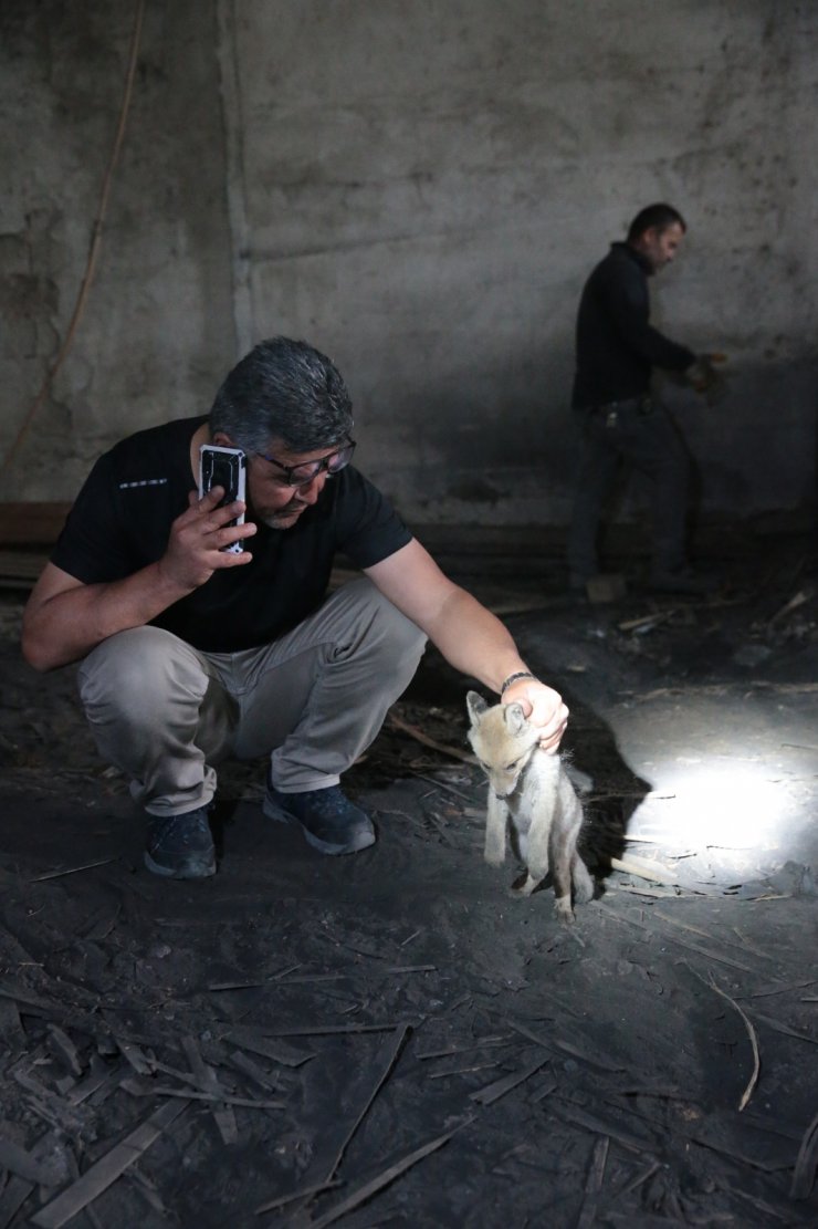 Fabrika deposunda 2 yavru tilki bulundu