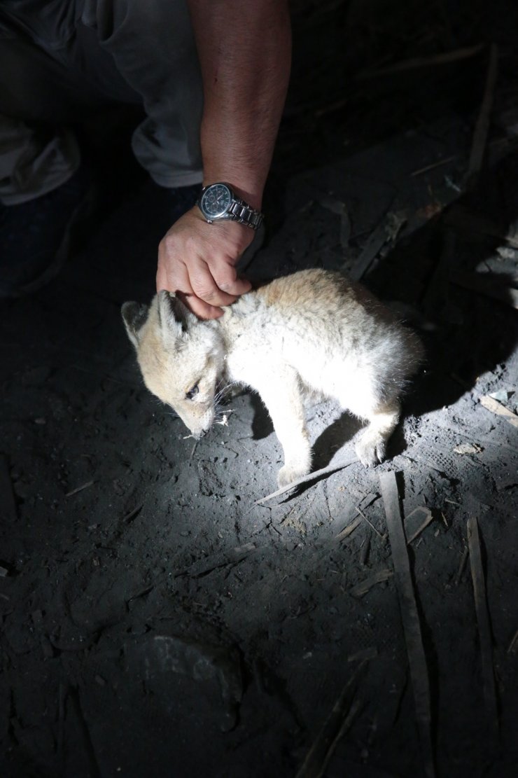 Fabrika deposunda 2 yavru tilki bulundu