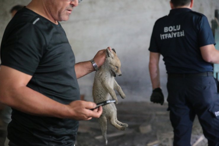 Fabrika deposunda 2 yavru tilki bulundu