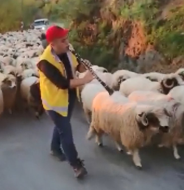 Koyun sürüsünü klarnet çalarak yaylaya çıkardı