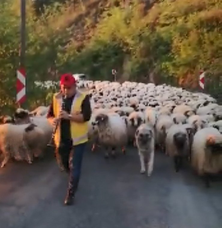 Koyun sürüsünü klarnet çalarak yaylaya çıkardı