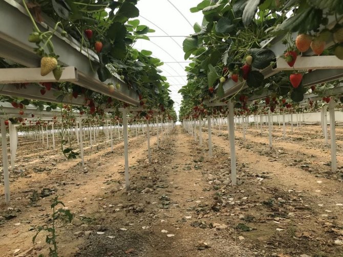 Mühendis çift mesleklerini bırakıp çilek serası kurdu