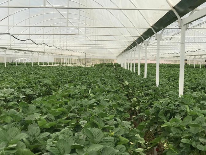 Mühendis çift mesleklerini bırakıp çilek serası kurdu