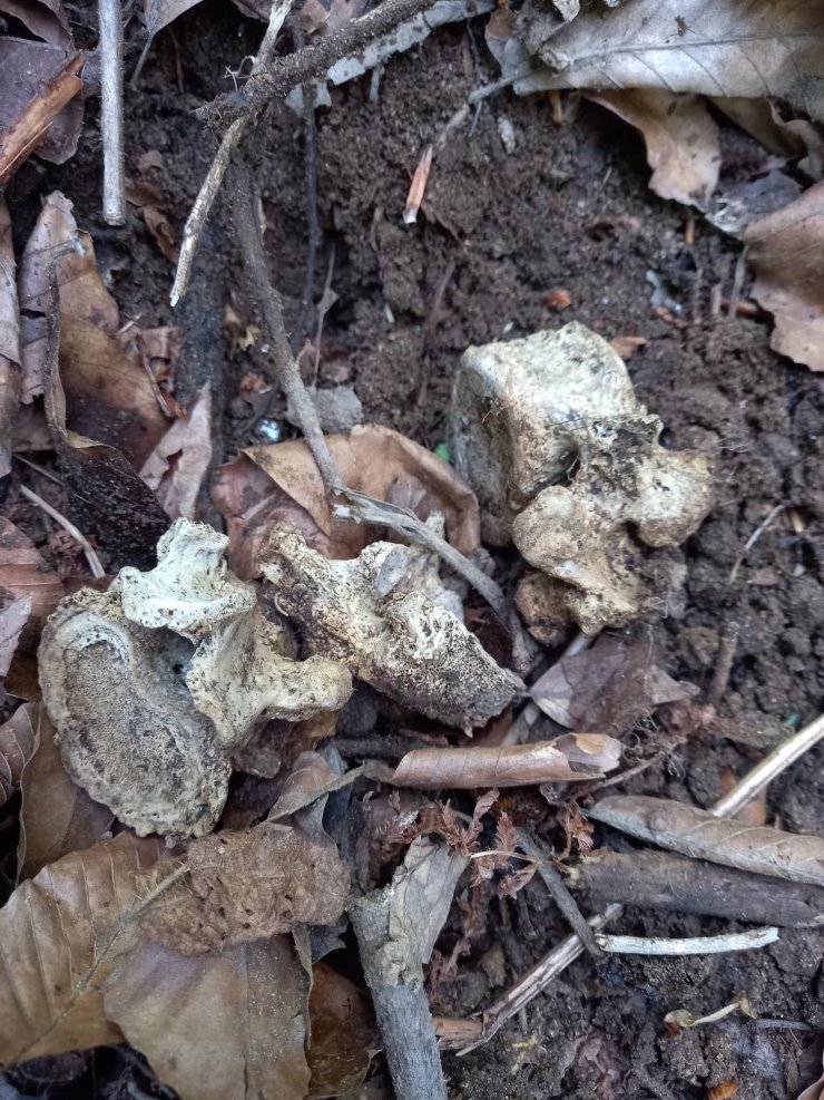 Ormanda insan kafatası ve kemikleri bulundu