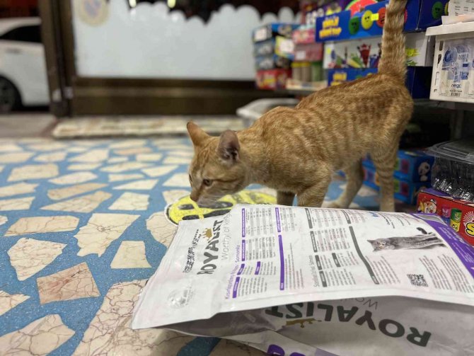 Akşam dükkan kapanırken geliyor sabaha kadar gitmiyor