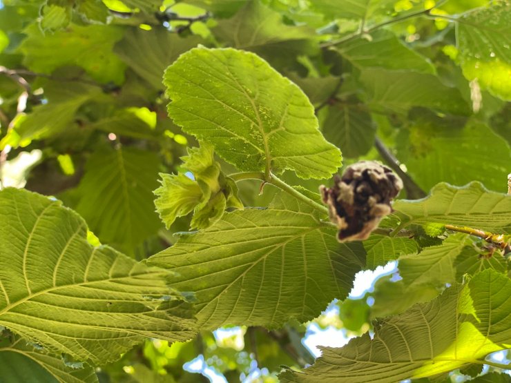 Fındığı 'don' vurdu, zarar tespiti başlatıldı