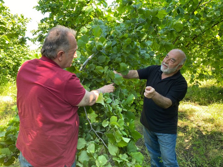 Fındığı 'don' vurdu, zarar tespiti başlatıldı