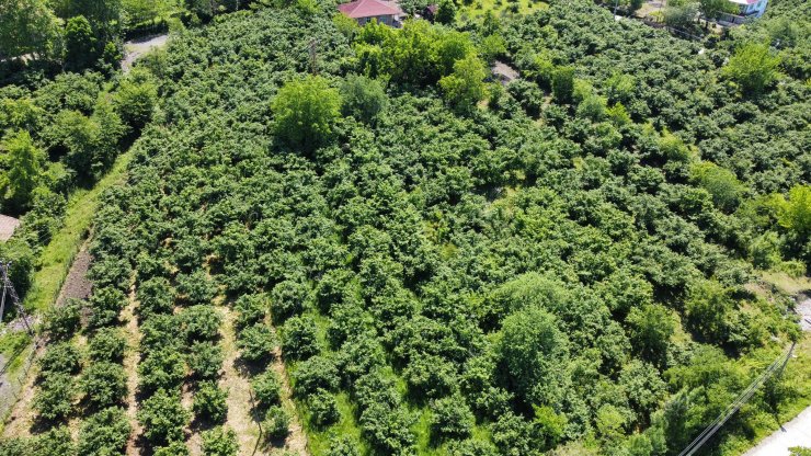 Fındığı 'don' vurdu, zarar tespiti başlatıldı