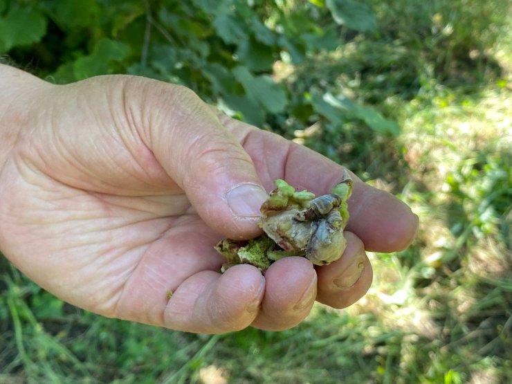 Fındığı 'don' vurdu, zarar tespiti başlatıldı