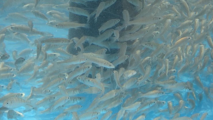 İzmit Körfezi’ne 6 bin balık daha bırakıldı 