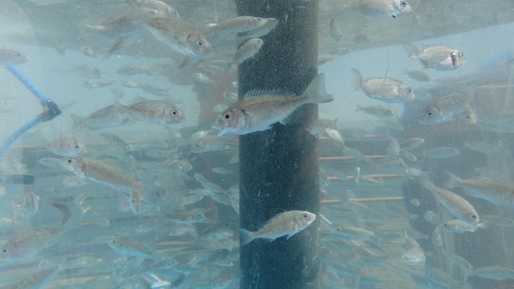 İzmit Körfezi’ne 6 bin balık daha bırakıldı 