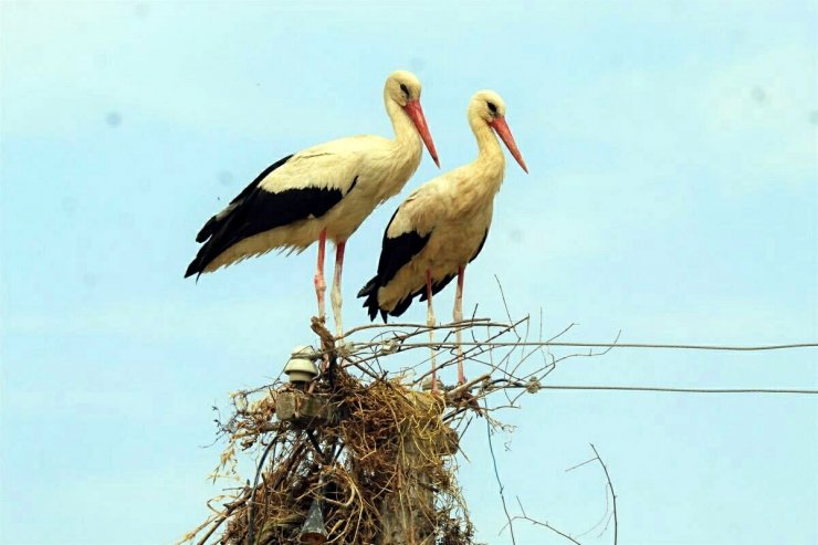 Aydın'da leylek sayısında geçen yıla oranda 39 düşüş yaşandı