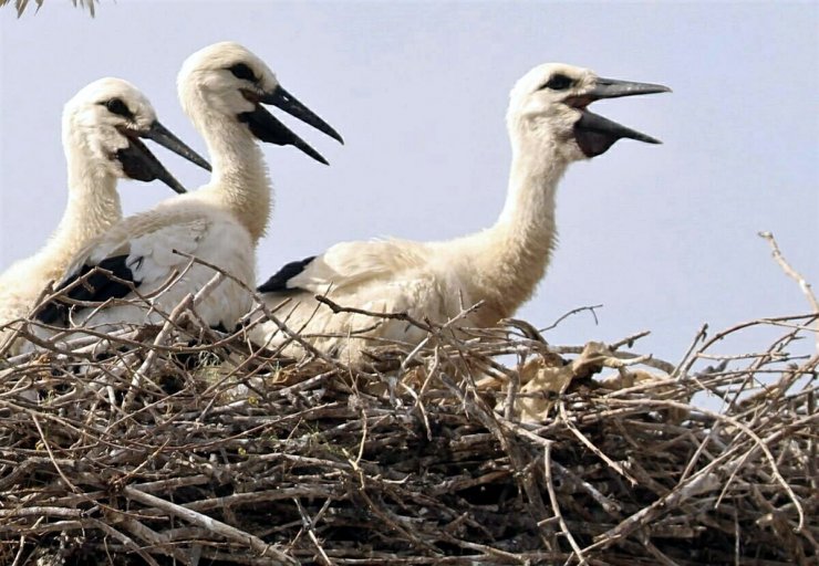 Aydın'da leylek sayısında geçen yıla oranda 39 düşüş yaşandı