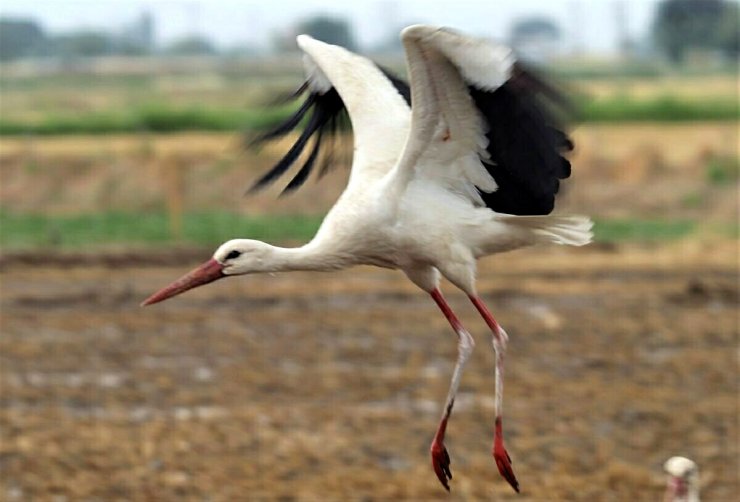 Aydın'da leylek sayısında geçen yıla oranda 39 düşüş yaşandı