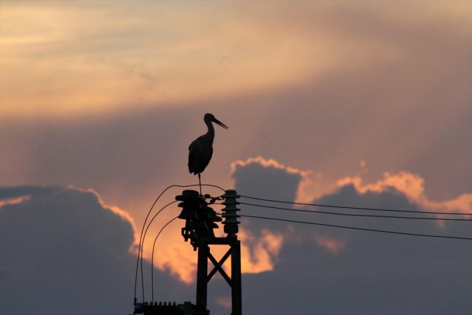 Beyşehir'de leylekler gün batımında güzel görüntüler oluşturdu
