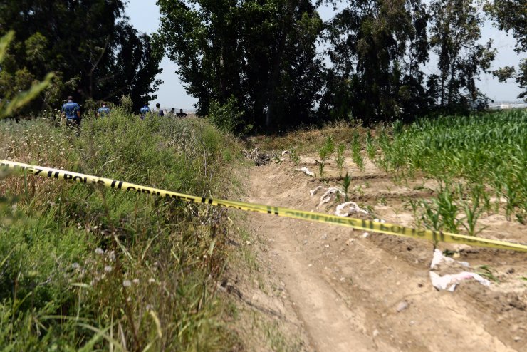 Mısır tarlasında erkek cesedi bulundu