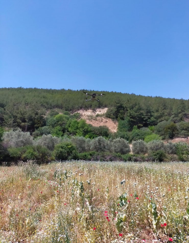 Manisa'da 280 bin kök haşhaş bitkisi ele geçirildi