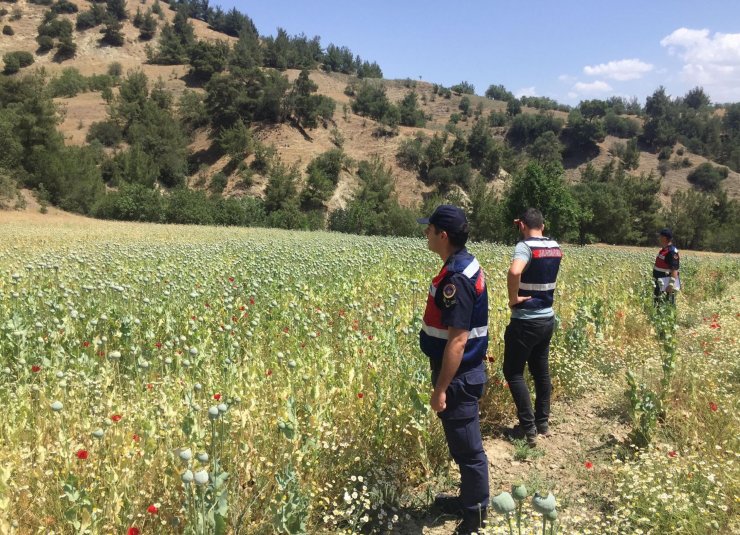 Manisa'da 280 bin kök haşhaş bitkisi ele geçirildi