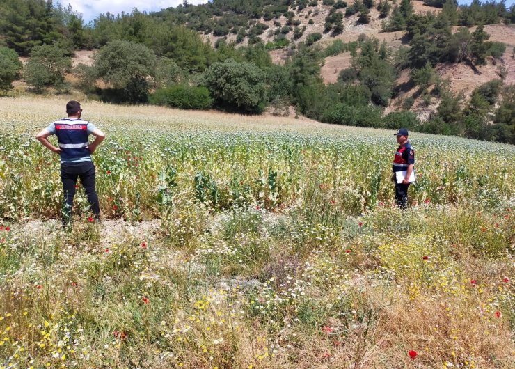 Manisa'da 280 bin kök haşhaş bitkisi ele geçirildi